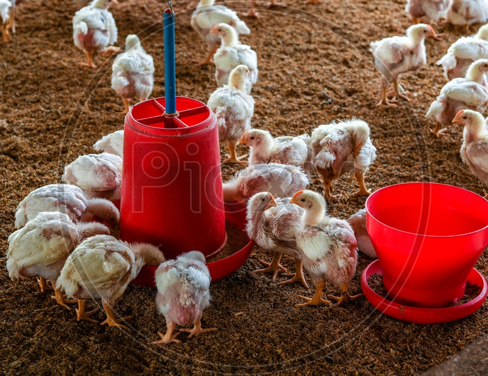 Chicken in Poultry Farm