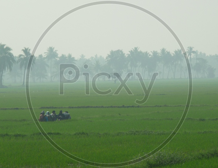 Farmers in Agriculture Fields