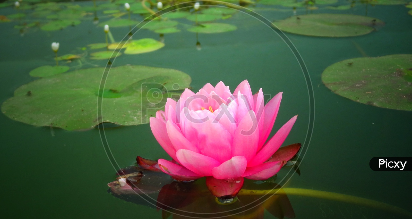 A pink Lotus