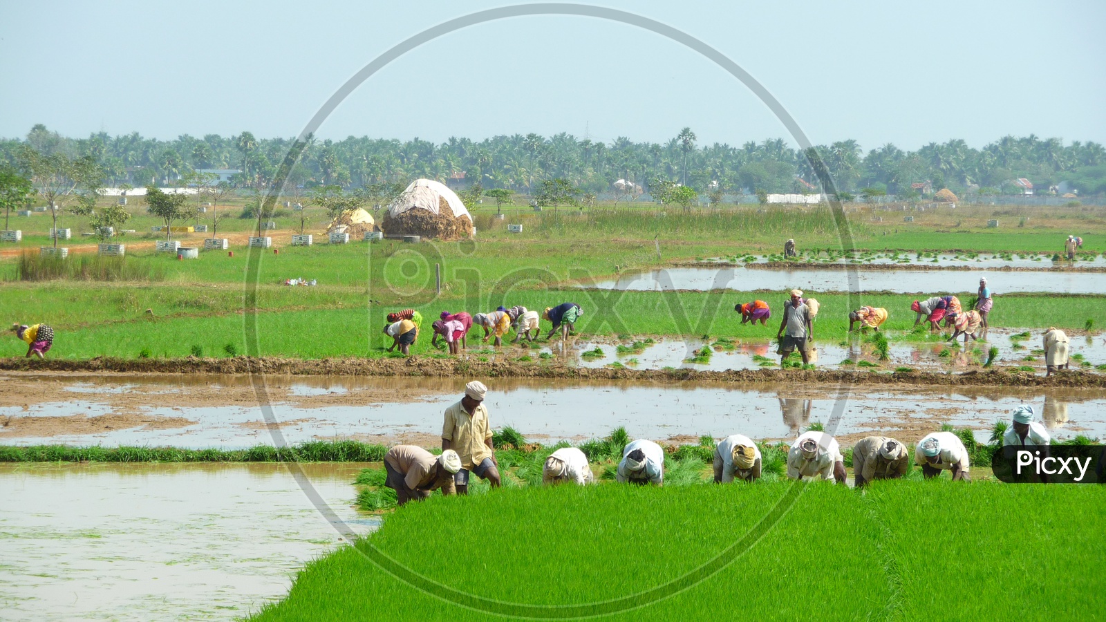 Farmers working in Paddy Field