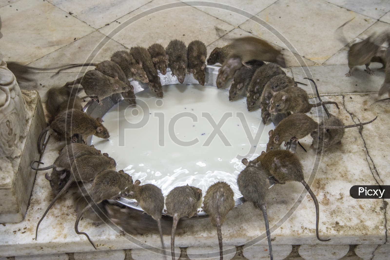 Rats in Karni Mata Temple, Deshnoke, Bikaner
