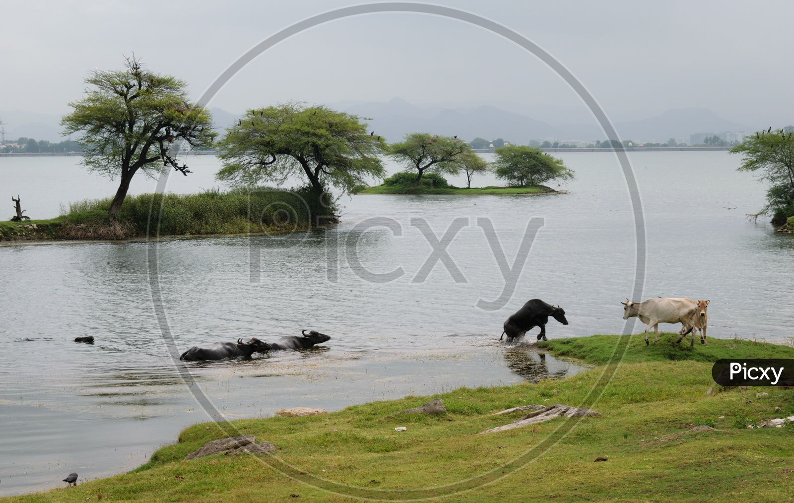 Buffaloes bathing in lake