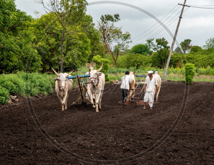 Traditional farming using bullocks and ploughs in a village in Maharashtra