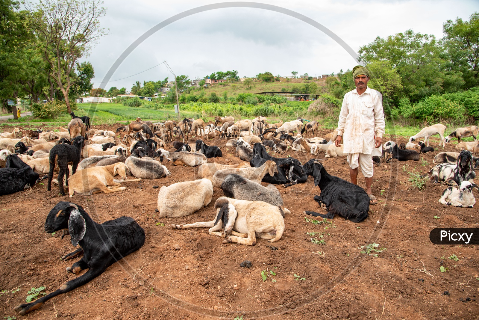 Nomadic Shepherd with goats taking temporary stop on a farmland in Wadgaon village