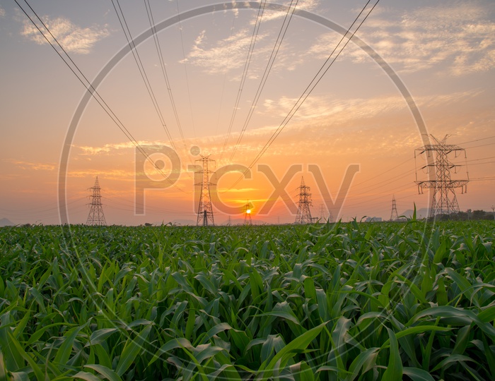 Millet fields and Electrical poles