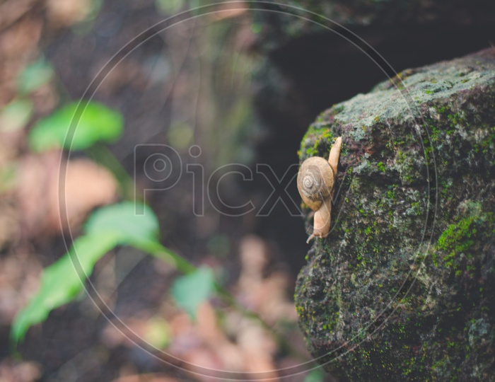Snail shot at jangareddi gudem