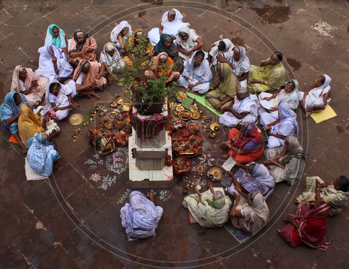 Hindu Widows are worshiping Tulsi Devi, a goodess, worships in the form of plant.