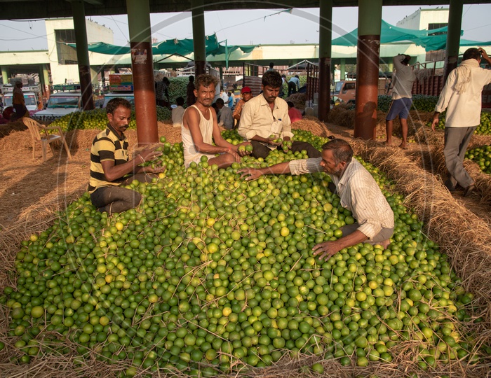 Sorting out Sweet Lime (Mosambi)
