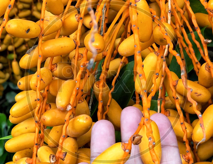 palm fruits