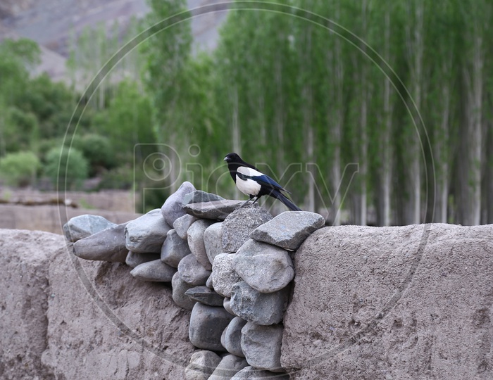 Black-billed magpie Bird