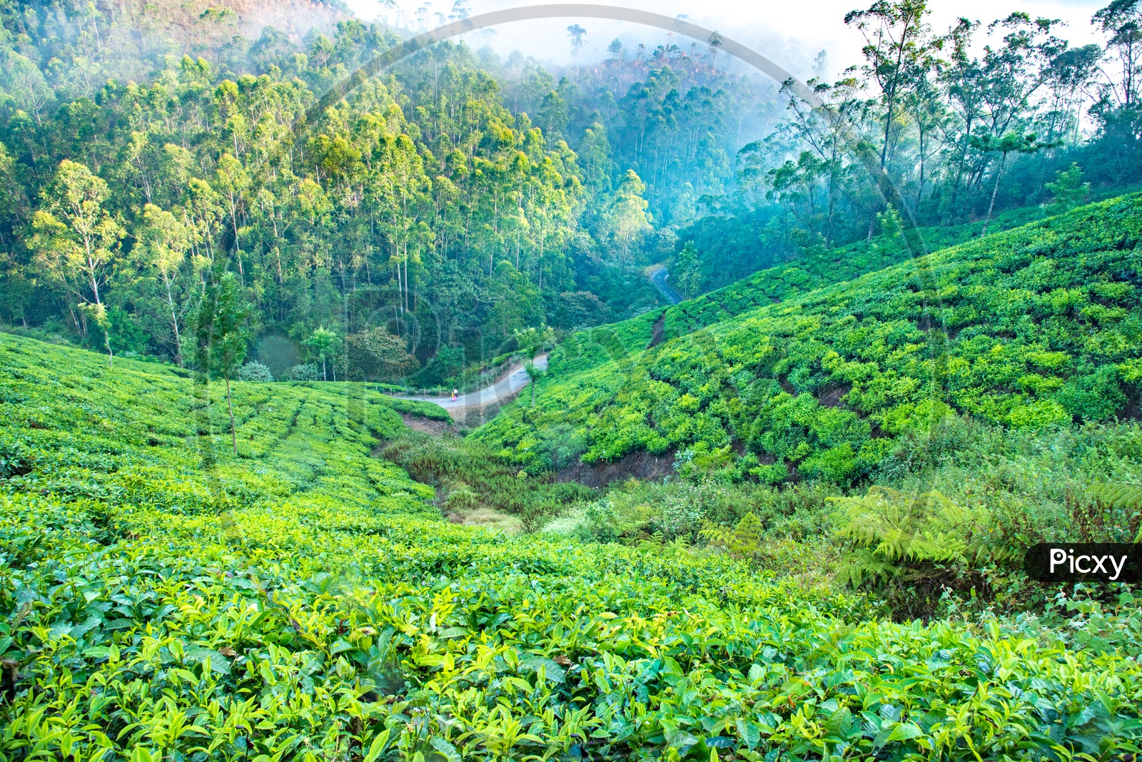 Munnar Tea Plantations,Kerala.