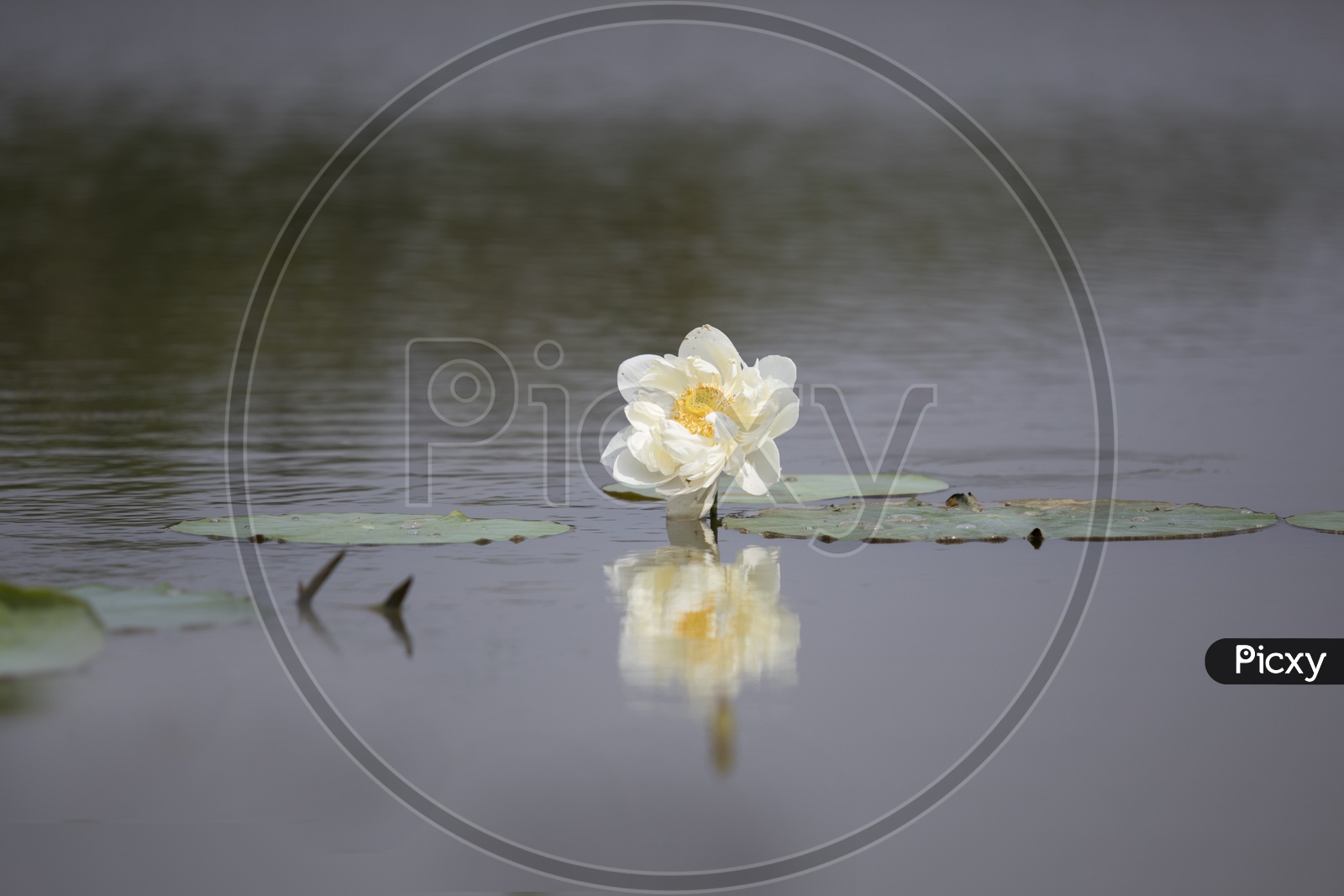 lotus reflection