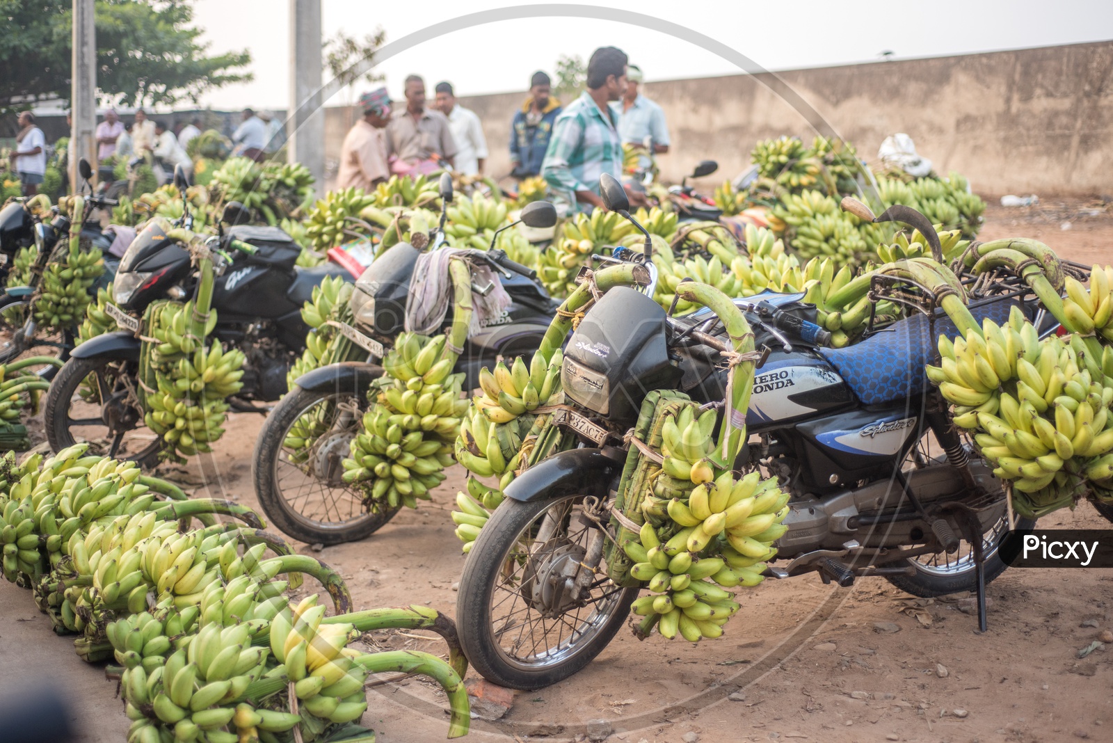 bikes filled with bananas
