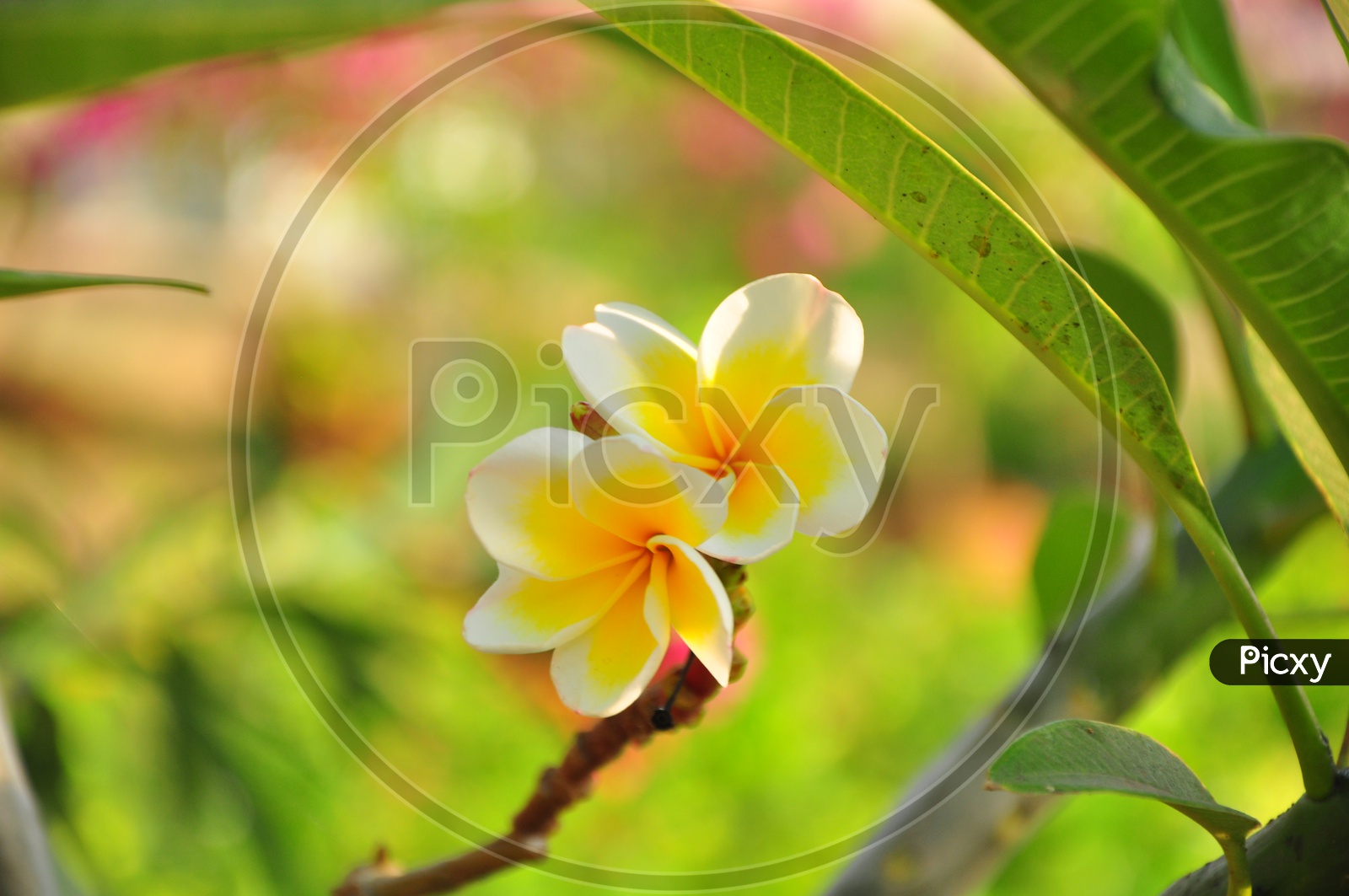 Frangipani Flower