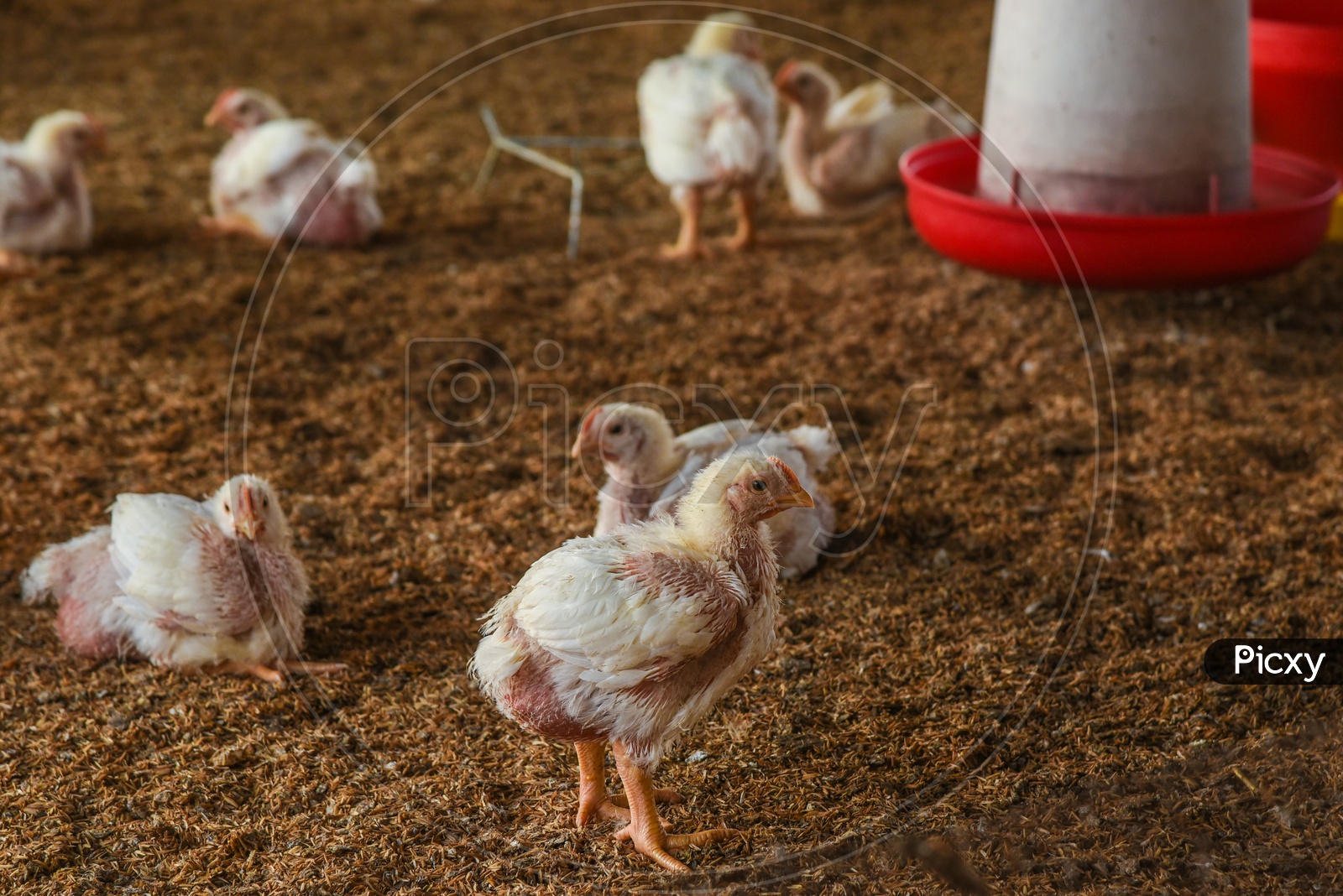Chicken in Poultry Farm