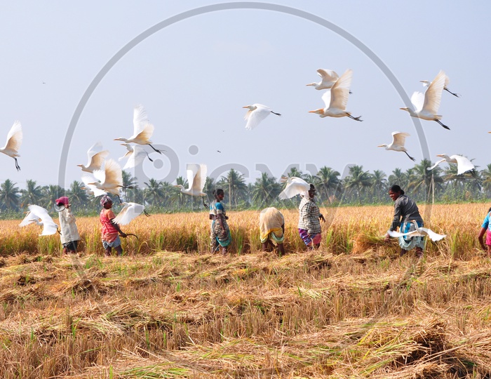 Cranes Flying in Agriculture Fields