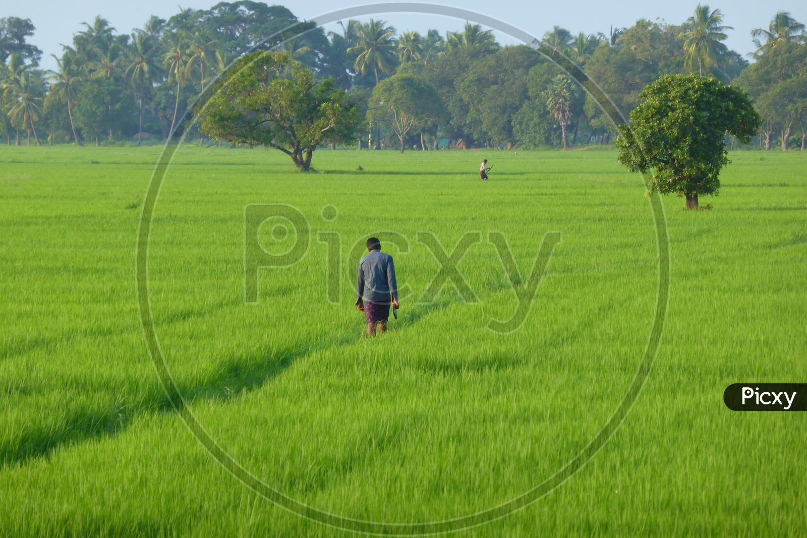 Meaning Of Farmer In English Language