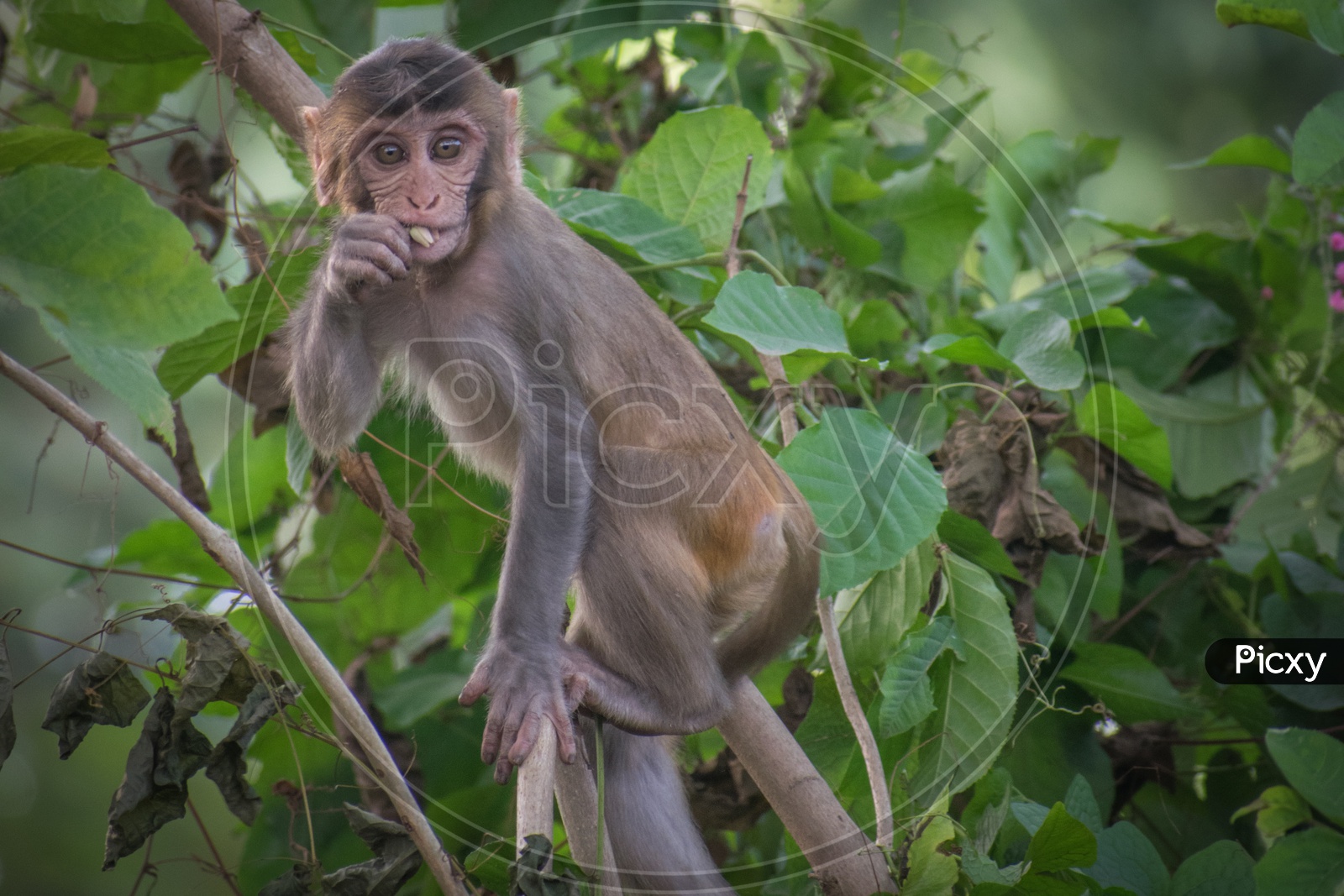 Baby Rhesus Macaque (Macaca Mulatta)