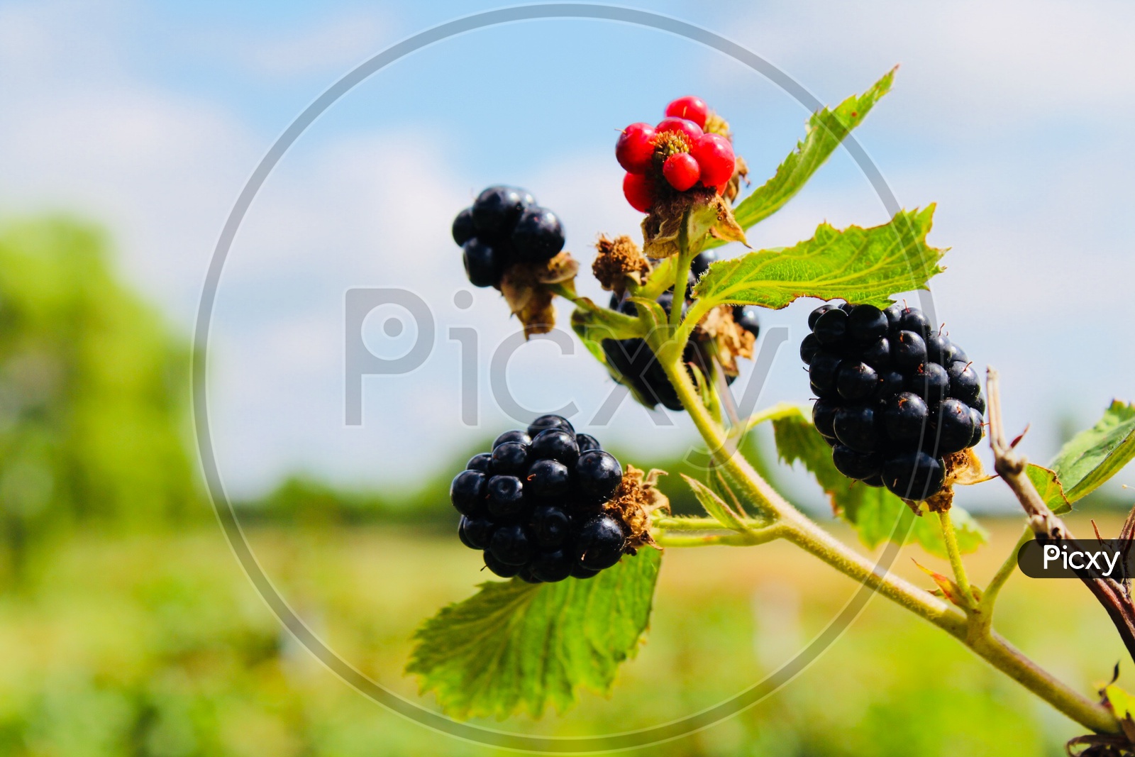 Black Berry/ Farm