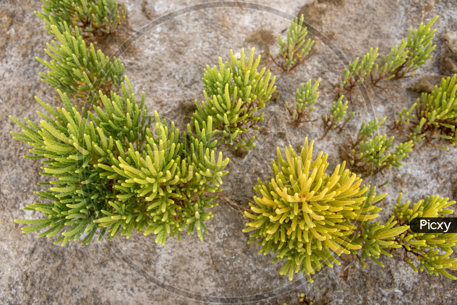 MOSS, commonly found bushes around salt waters.