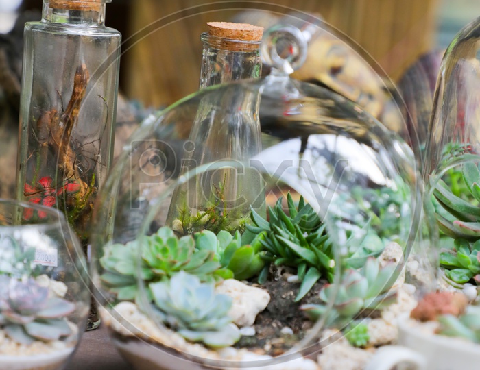 Plants in glass bottles