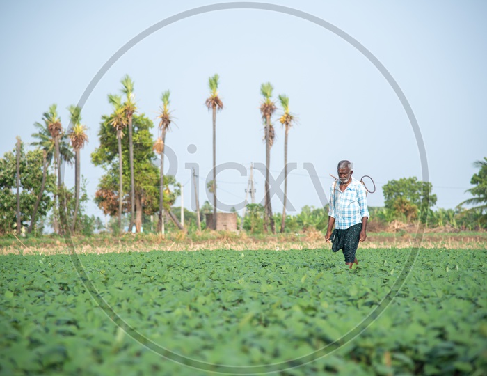 a dejected farmer in a Black gram/Minumulu Crop.