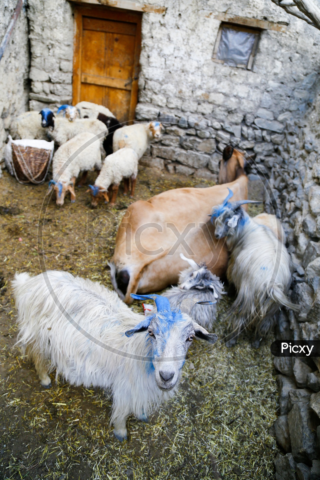 Sheeps, Kashmir