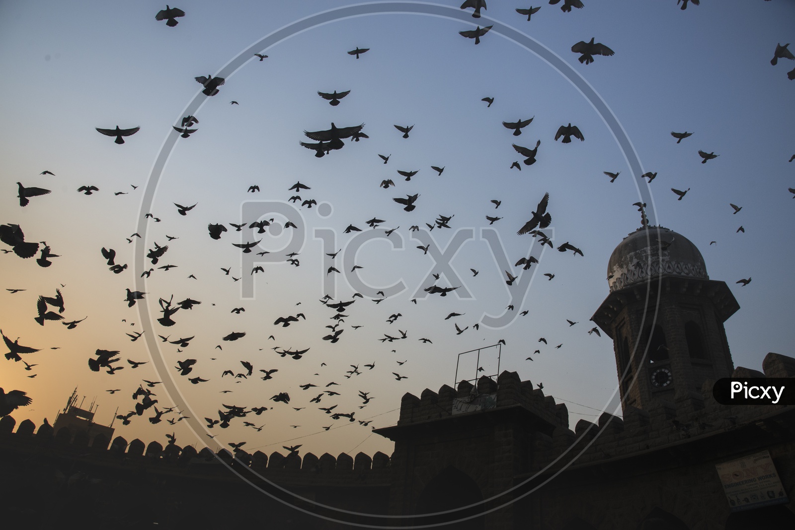 Birds flying, Mozamjahi Market
