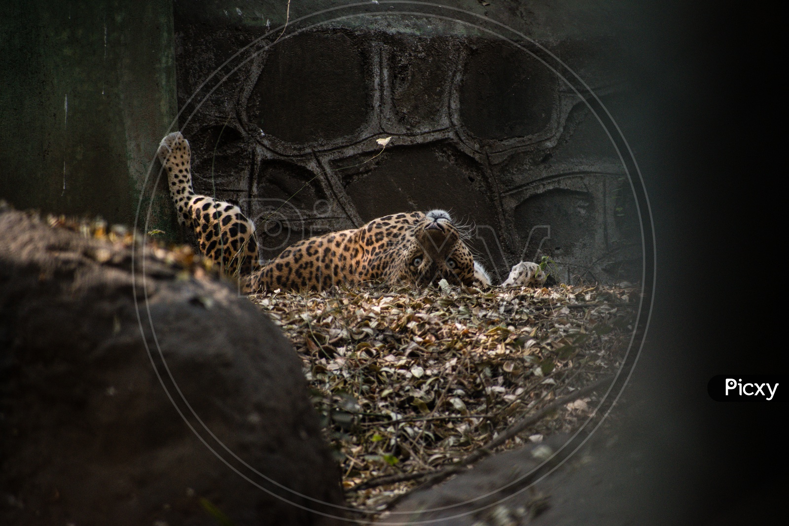 An image of a leopard in laziness sleeping on his back  with a feet upward