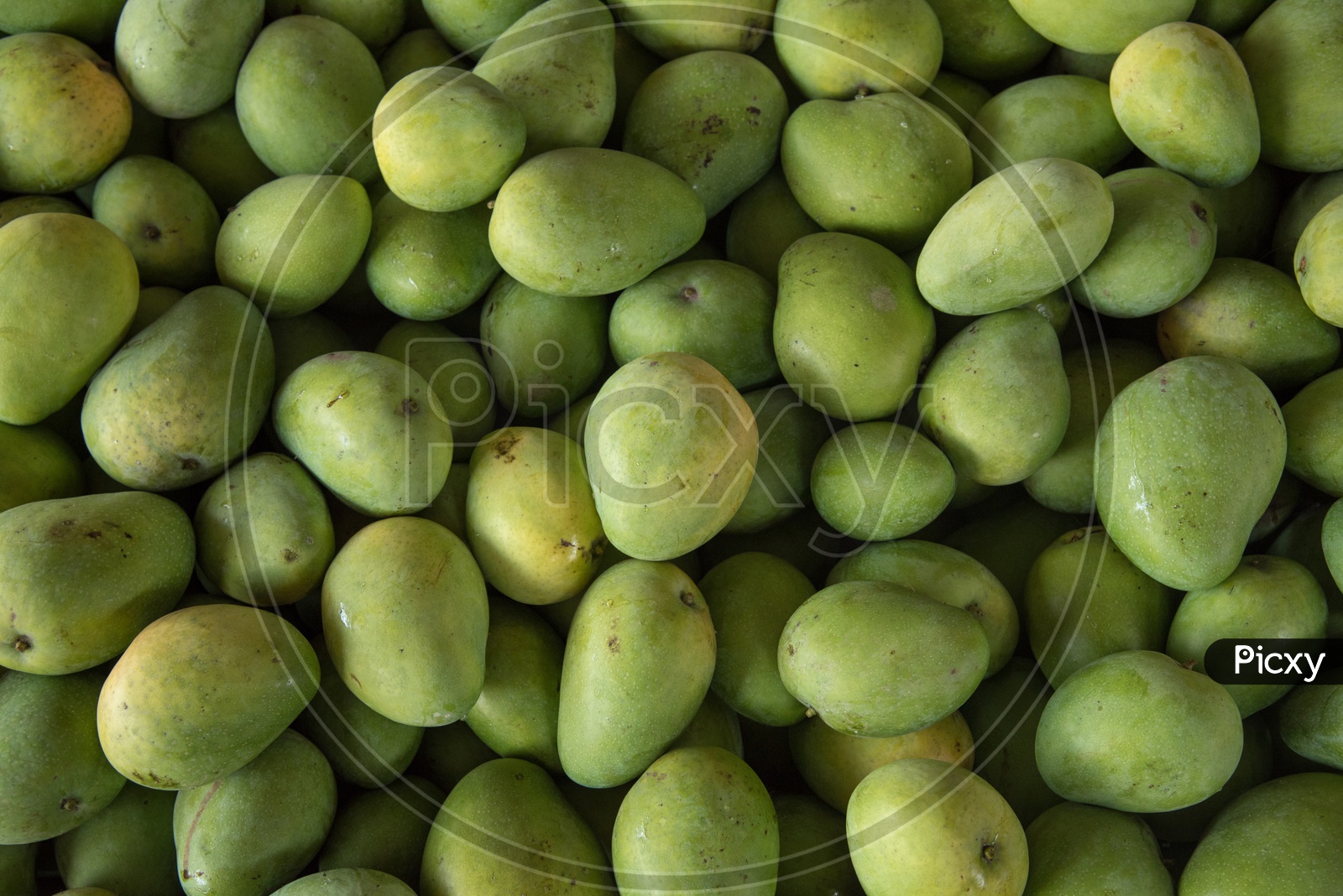 Banginapally, a variety of Mango.