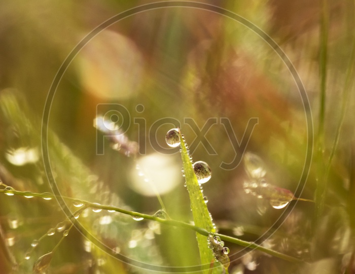 Water Drops on Grass.