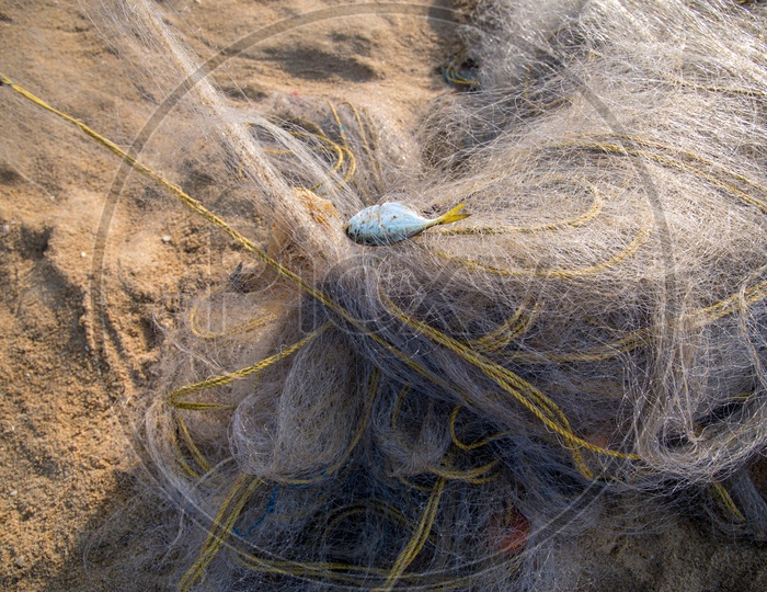 A fish stuck in the fishing net