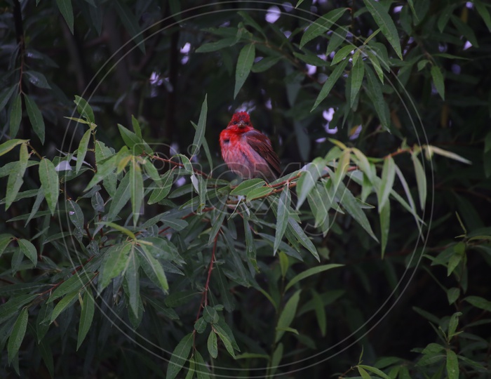 Red Bird, Diskit Monastery