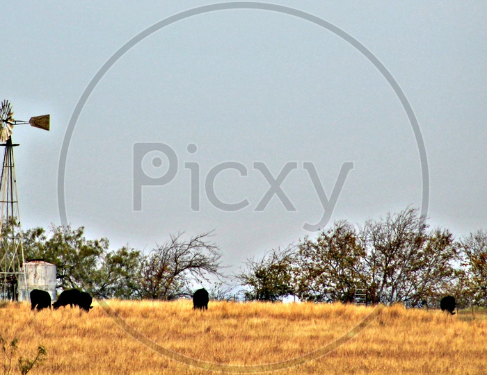 Scenic View  of a Windmill and grazing cattle!