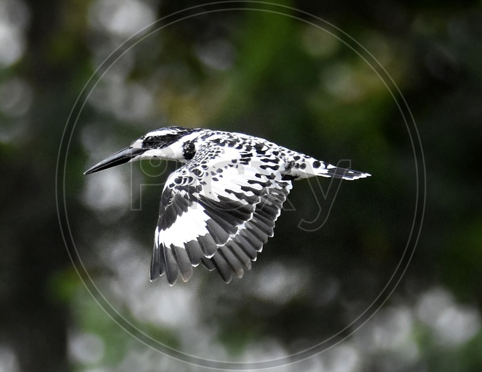 Pied king fisher