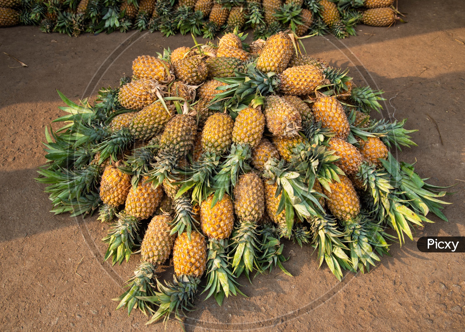 Pineapple at Fruit Market