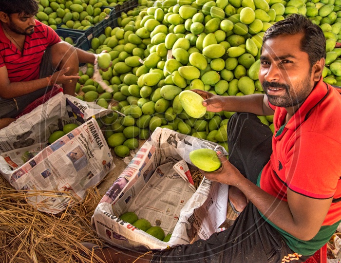A worker at Nunna Mango market poses with Mangoes while they are being stuffed in Baskets so as to Export them to all parts across India.