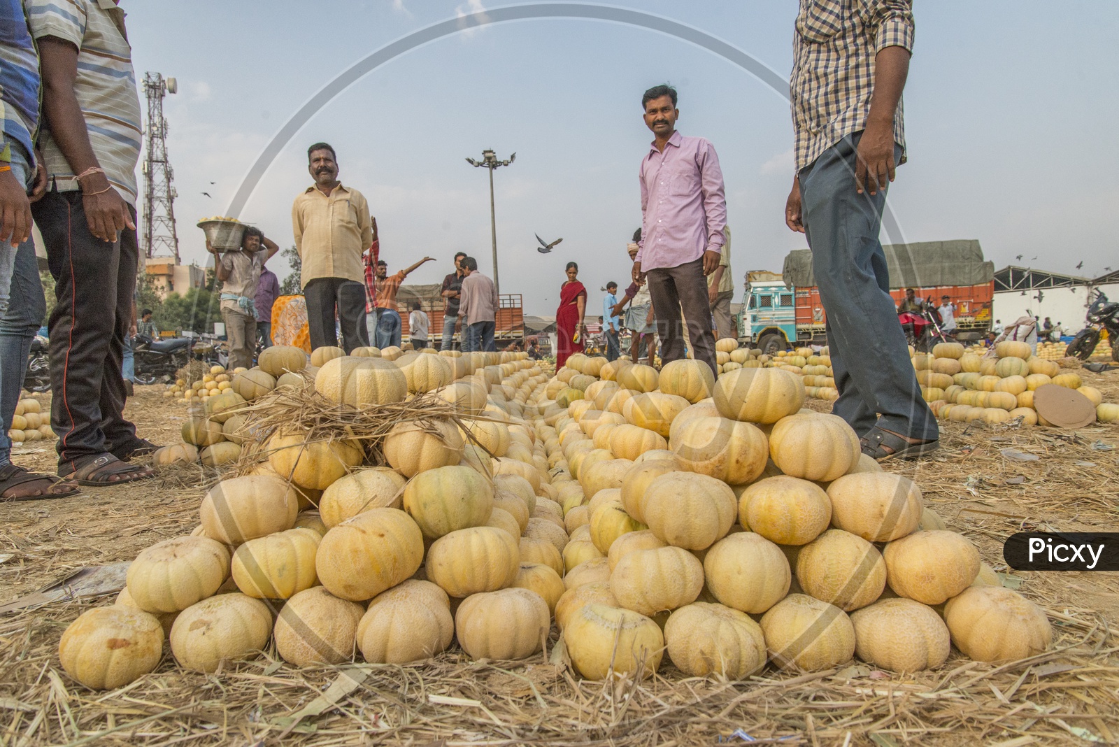 Pumpkin in Kothapet Fruit Market, Hyderabad