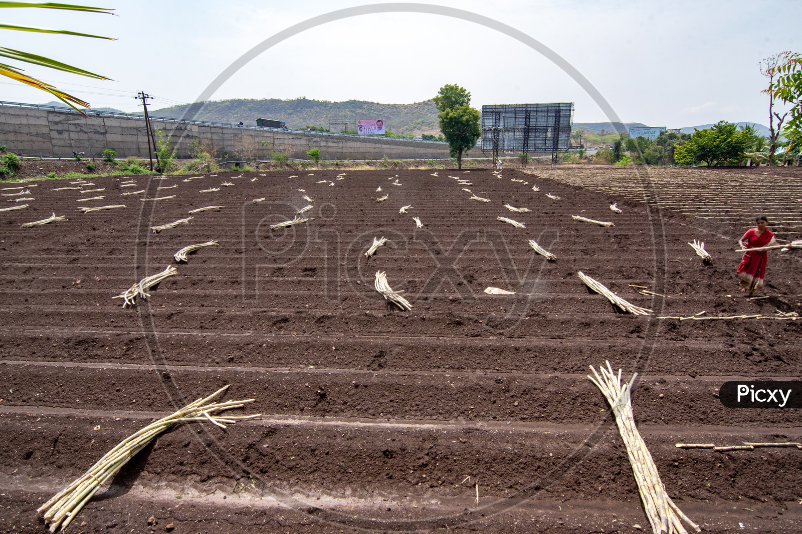 Sugar Cane field ready for cultivation