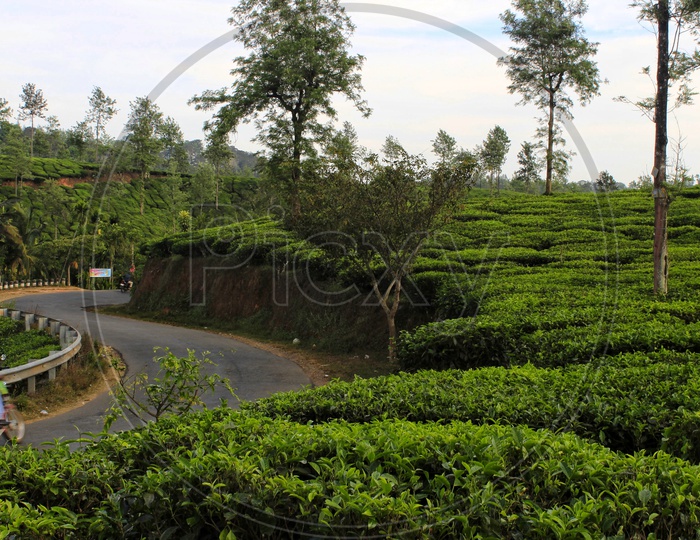 Tea gardens