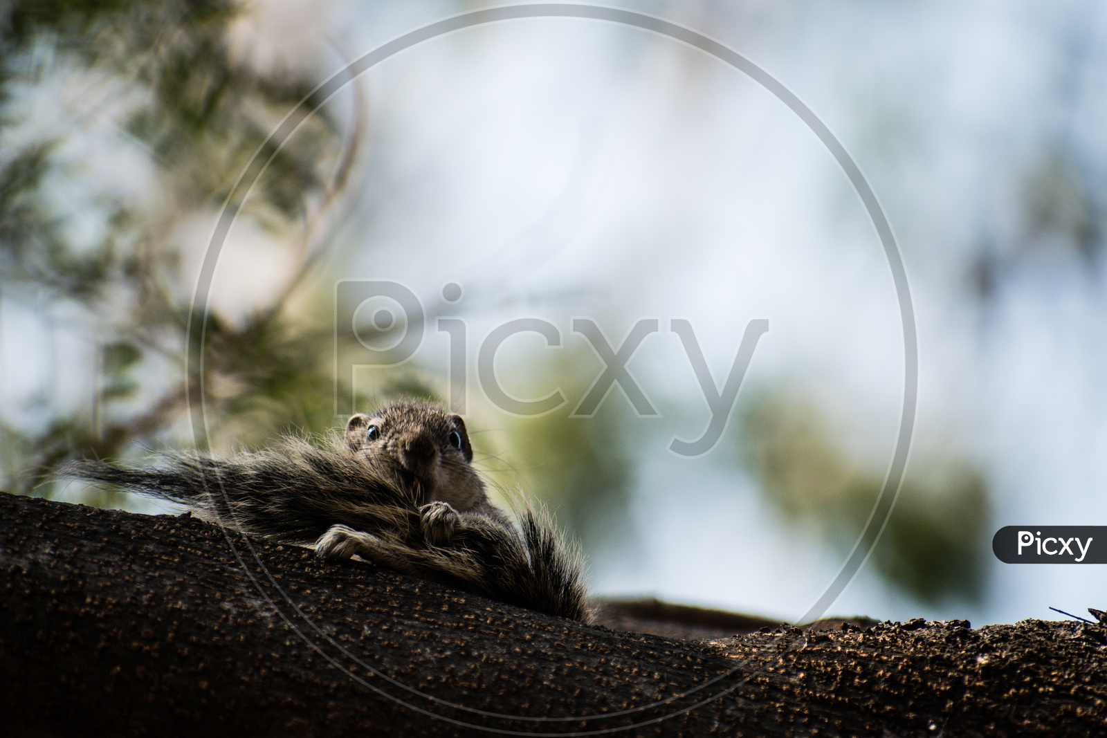 An image of a funny  squirrel on a bark of tree eating his own tail