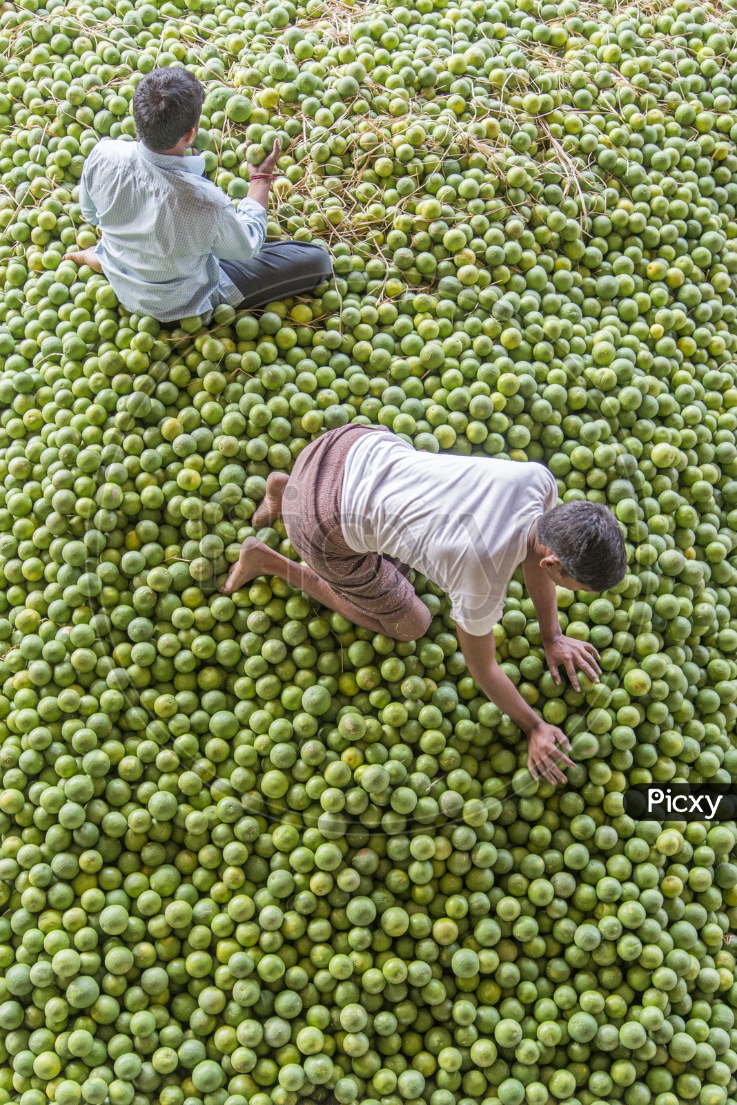 Kothapet Fruit Market, Hyderabad