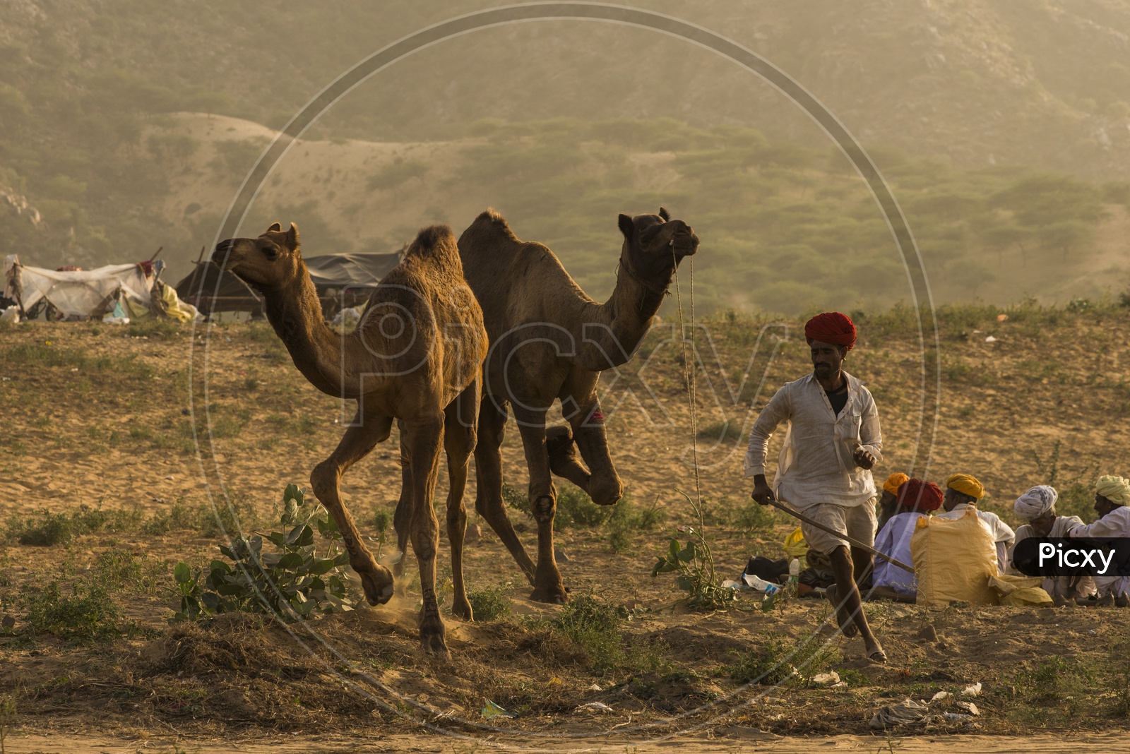 Pushkar Cattle Fair, Rajasthan