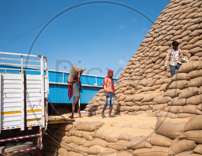 Loading Rice Bags onto Trucks