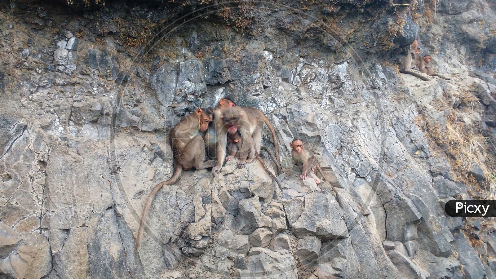 Monkeys Shelter