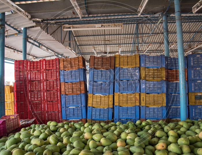 Mangoes that are supposed to be filled into the boxes in order to get exported.