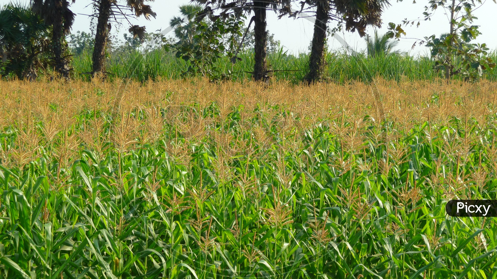 Image of Corn Fields-IZ307713-Picxy