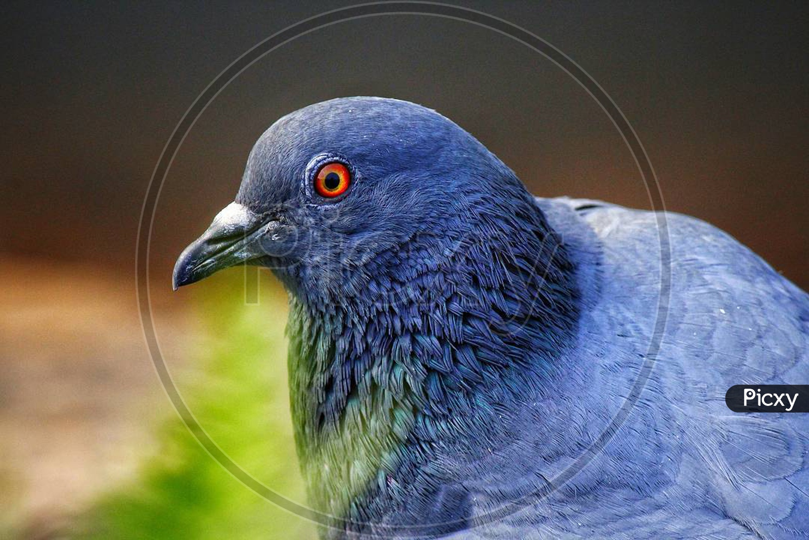 Pigeon Eye View