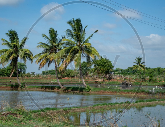 Farmfields in a village in Peddagudem Village in Telangana