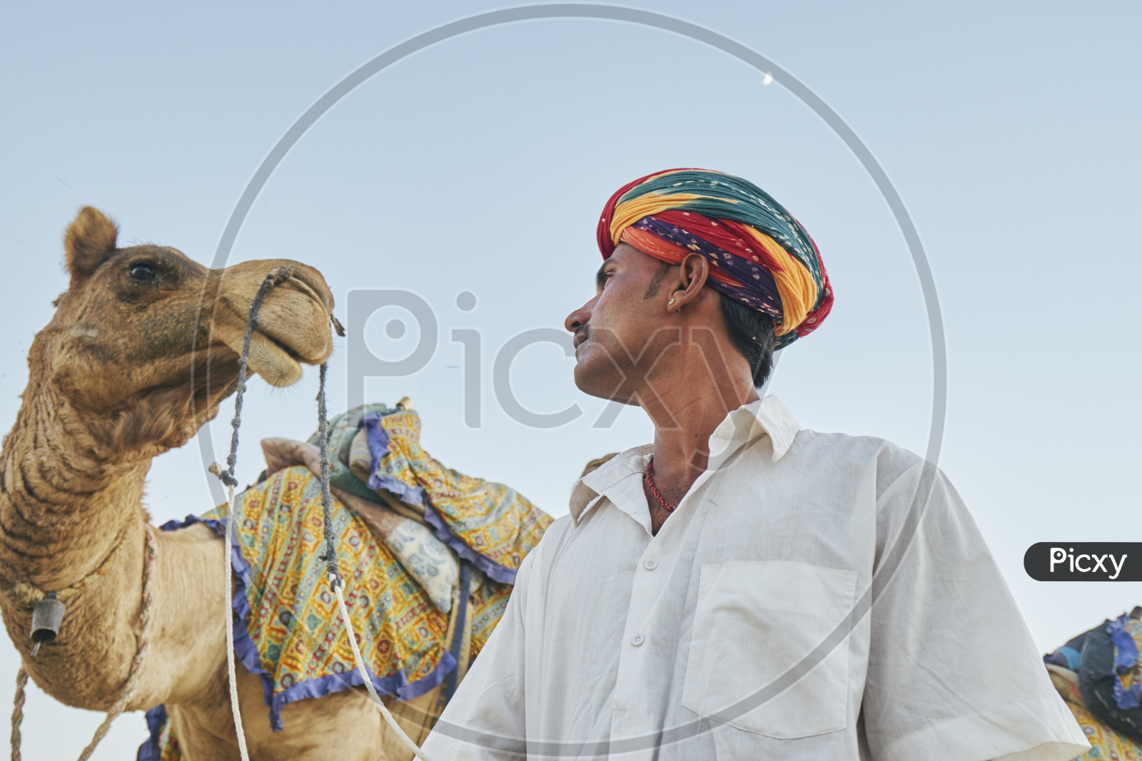 Camel and the owner
